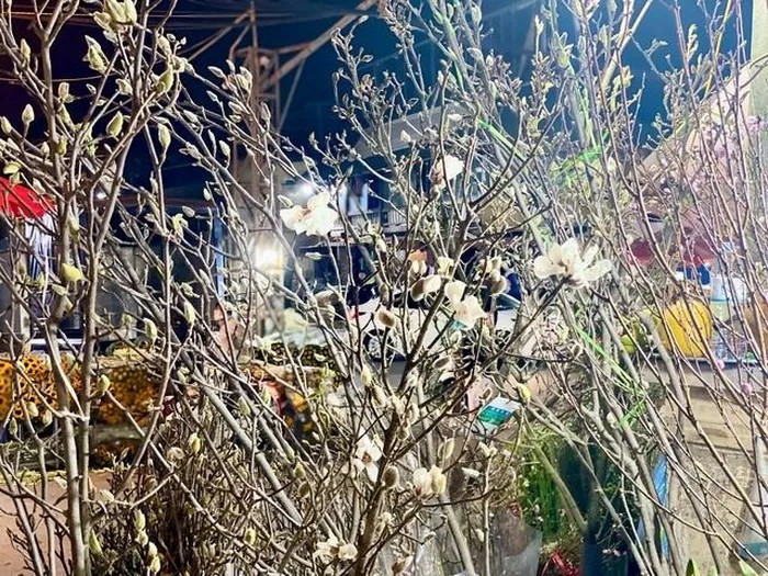 Mộc lan lộng lẫy, quý phái, được chị em ráo riết "săn lùng" chơi Tết Nguyên đan Ất Tỵ