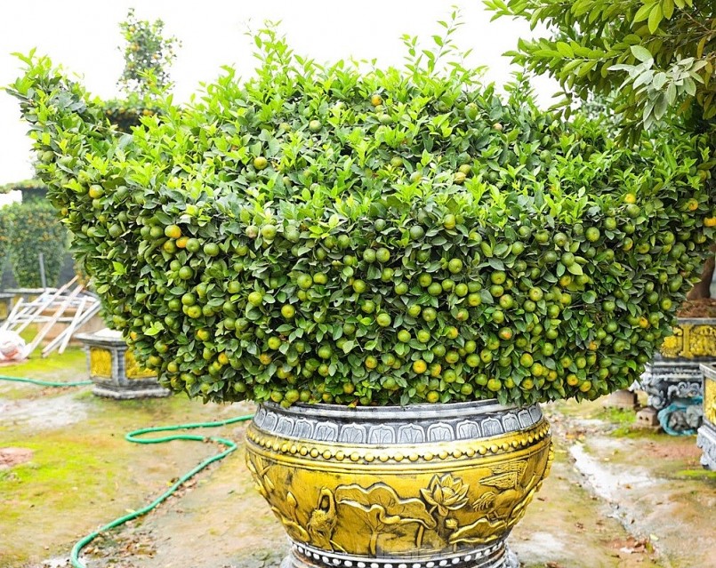 Chưa đến Tết, quýt \'bình hút lộc\' khổng lồ giá chục triệu đồng đã cháy hàng