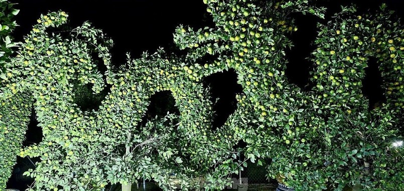 Chưa đến Tết, quýt \'bình hút lộc\' khổng lồ giá chục triệu đồng đã cháy hàng