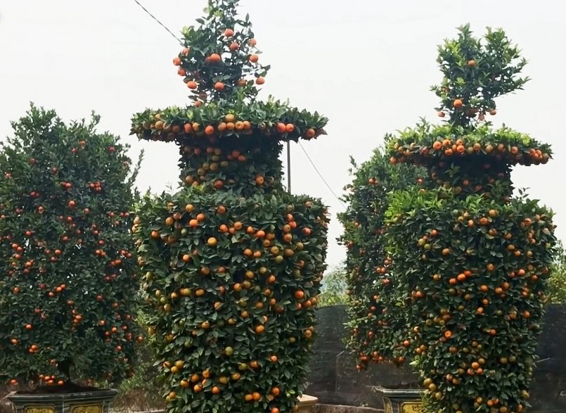 Chưa đến Tết, quýt \'bình hút lộc\' khổng lồ giá chục triệu đồng đã cháy hàng