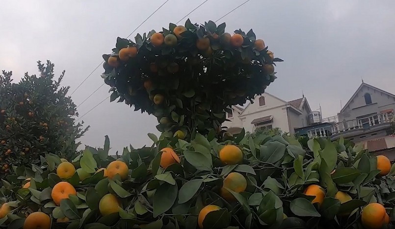 Chưa đến Tết, quýt \'bình hút lộc\' khổng lồ giá chục triệu đồng đã cháy hàng
