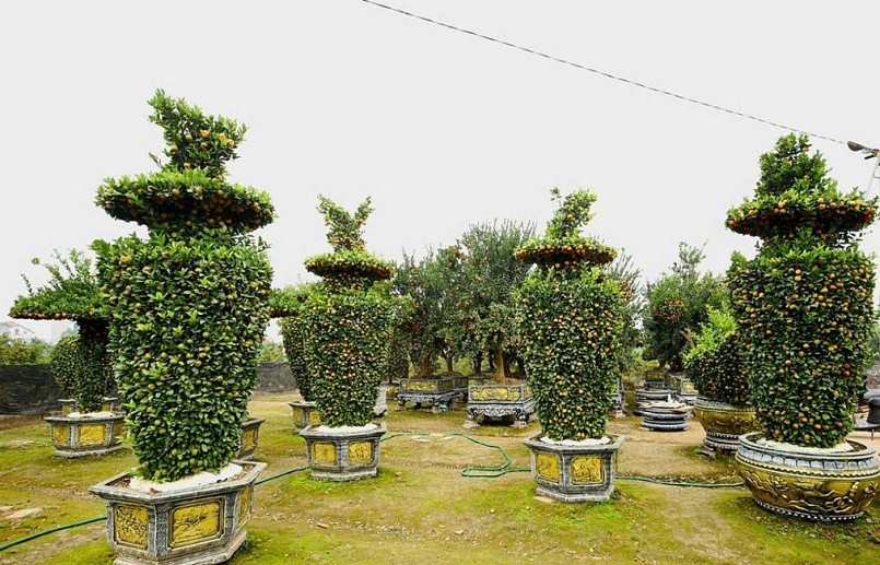 Chưa đến Tết, quýt \'bình hút lộc\' khổng lồ giá chục triệu đồng đã cháy hàng