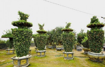 Quýt cảnh lục bình hút lộc "cháy hàng" trước Tết Nguyên đán