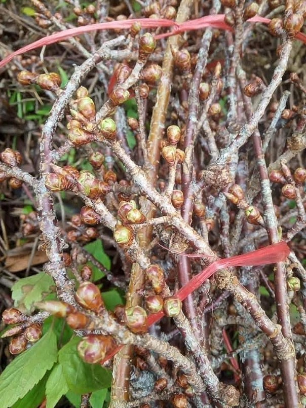 Khi chơi hết hoa, cành anh đào lại đâm chồi nảy lộc cũng khá đẹp mắt.