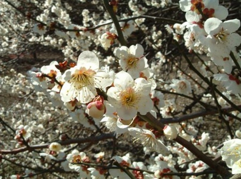 Đào mốc, mơ rừng "xuống phố" dịp Tết 2025