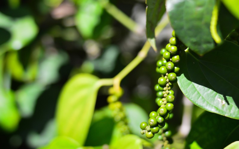 Giá tiêu đầu giờ sáng nay đồng loạt giảm. Giá tiêu đầu giờ sáng nay đồng loạt giảm.