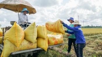 Giá lúa gạo giảm sâu, nông dân lo mất Tết, Bộ Công Thương đề xuất giải pháp gì?