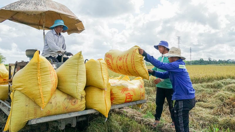 Giá lúa gạo giảm sâu, nông dân lo mất Tết, Bộ Công Thương đề xuất giải pháp gì? Giá lúa gạo giảm sâu, nông dân lo mất Tết, Bộ Công Thương đề xuất giải pháp gì?