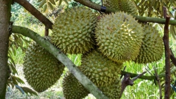 Giá sầu riêng lao dốc sau cảnh báo từ Trung Quốc?