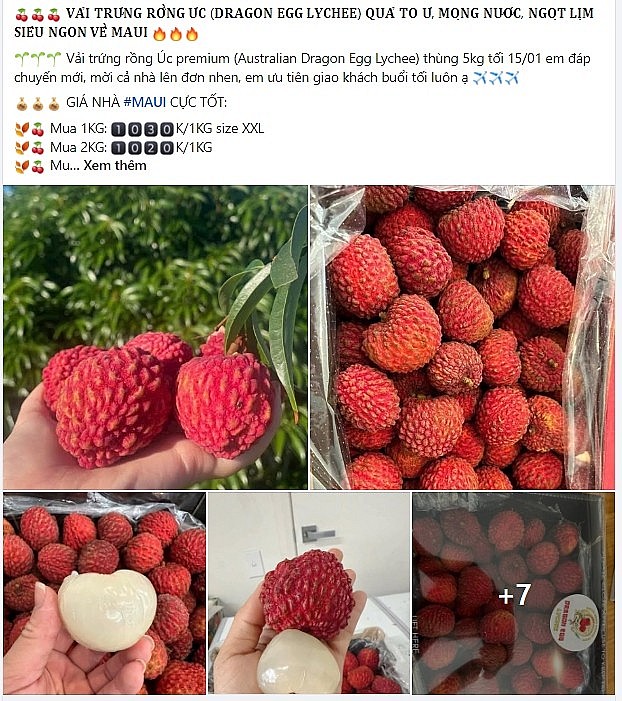 Vải thiều Úc gần 6 triệu đồng/hộp vẫn đắt khách dịp Tết Vải thiều Úc gần 6 triệu đồng/hộp vẫn đắt khách dịp Tết