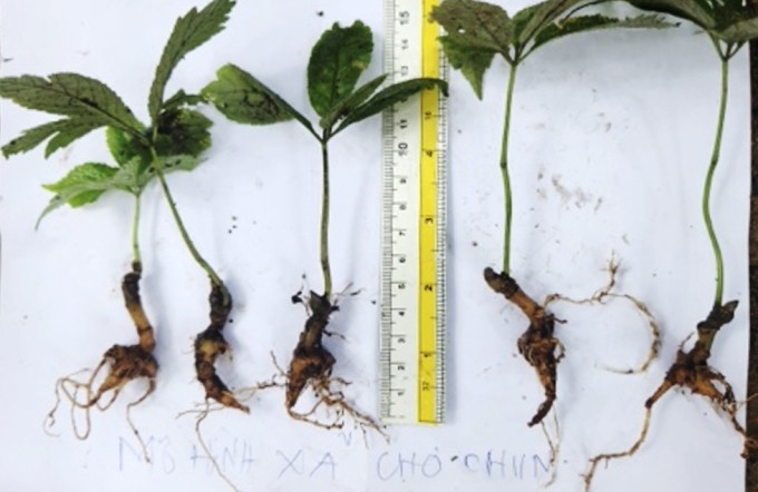 Hai năm đầu cây sâm di thực phát triển nhưng đến năm thứ ba chững lại, củ không không lớn. Ảnh: Đắc Thành Hai năm đầu cây sâm di thực phát triển nhưng đến năm thứ ba chững lại, củ không không lớn. Ảnh: Đắc Thành