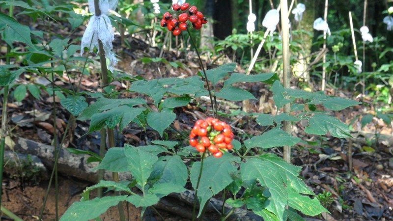 Hình ảnh cây sâm ngọc linh Hình ảnh cây sâm ngọc linh