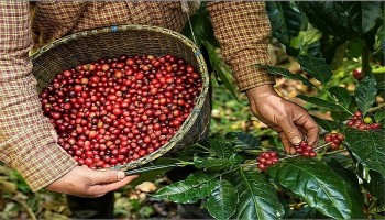 Giá Robusta tăng mạnh khi đang "một mình một ngựa" trên thị trường cà phê