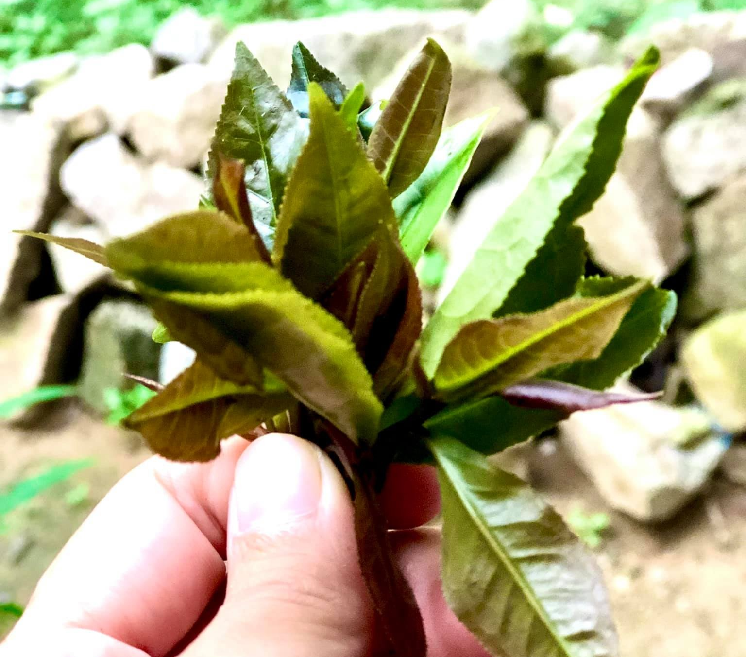 Những búp trà non xanh được người dân thu hoạch về