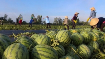 Xuất khẩu rau quả Việt Nam sẵn sàng tăng tốc