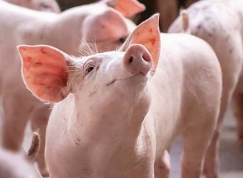 Giá heo hơi giữ đà tăng nhanh tại phiên cuối tuần