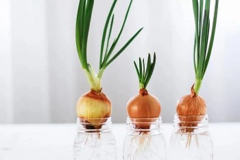 Bác sĩ nói dùng củ hành tây "hút" virus cúm không có chứng cứ khoa học