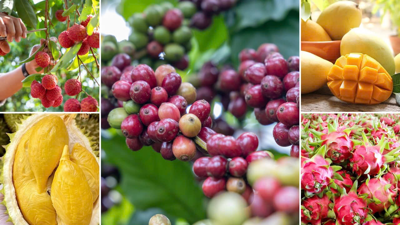 Chuẩn hóa quy trình sản xuất để trái cây Việt vươn xa Chuẩn hóa quy trình sản xuất để trái cây Việt vươn xa