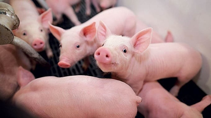 Giá heo hơi lệu có duy trì đà tăng?