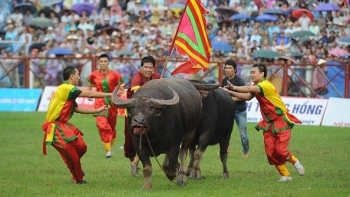 Nên giữ gìn giá trị truyền thống của lễ hội chọi trâu hay tạm dừng?