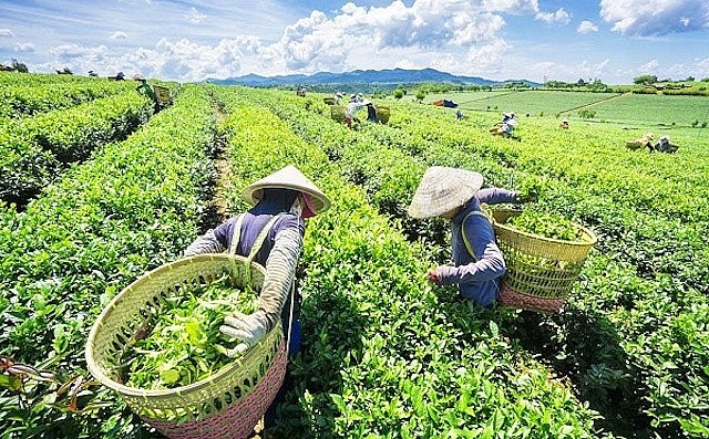 Để nâng cao chất lượng sản phẩm chè, cùng với sản xuất ngành chè cần tập trung phát triển các mặt hàng chè mới có giá trị gia tăng cao, chế biến sâu, sản phẩm tinh chế cao cấp.