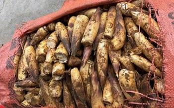 Măng vầu là gì mà "gây sốt" mạng xã hội?