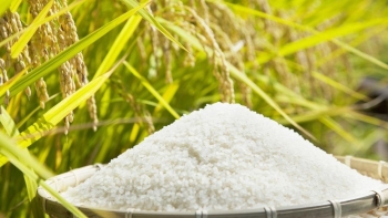 Giá gạo xuất khẩu đã chạm đáy và quay trở lại chu kỳ tăng?