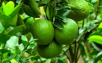 Loại quả được "giải cứu" với giá siêu rẻ lại có nhiều lợi ích với sức khoẻ