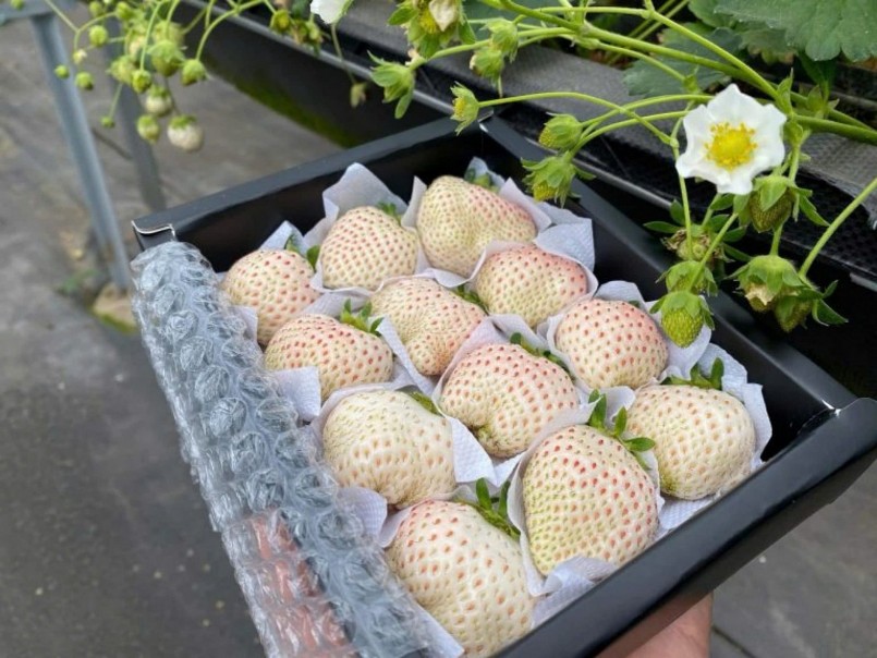 Giống dâu tây Bạch Tuyết được bán tại thị trường Việt Nam.