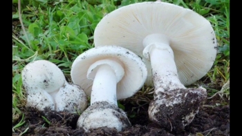 Thanh Hóa: 2 vợ chồng tử vong sau khi ăn nấm hái trong rừng