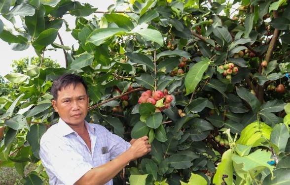 Ông Nguyễn Văn Nhựt, ấp An Thường, xã An Thạnh 1, huyện Cù Lao Dung (Sóc Trăng) bên vườn mận của gia đình cho thu nhập hàng trăm triệu đồng/năm. Ảnh: THÚY LIỄU Ông Nguyễn Văn Nhựt, ấp An Thường, xã An Thạnh 1, huyện Cù Lao Dung (Sóc Trăng) bên vườn mận của gia đình cho thu nhập hàng trăm triệu đồng/năm. Ảnh: THÚY LIỄU