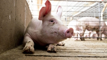 Giá heo hơi đồng loạt đi xuống