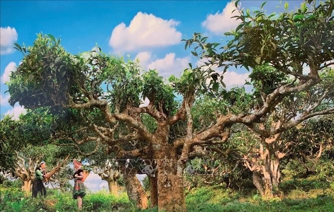 cây chè Shan Tuyết cổ thụ tại Suối Giàng, Yên Bái