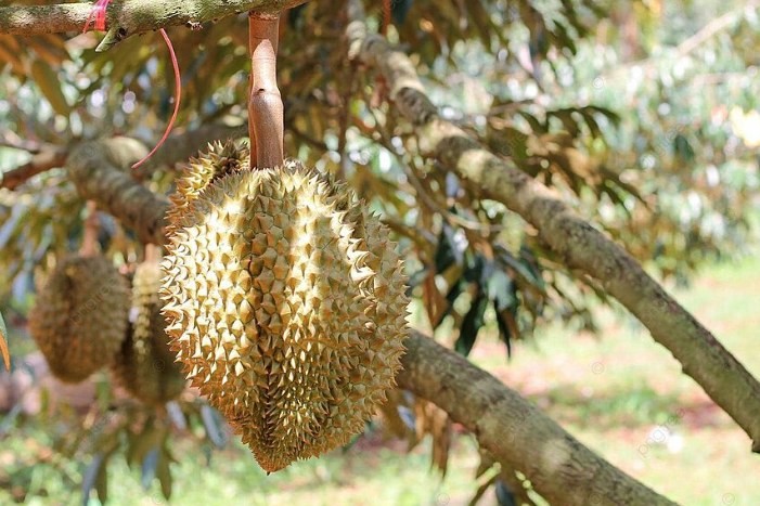 Khai mở những thị trường xuất khẩu mới cho rau quả Việt Nam Khai mở những thị trường xuất khẩu mới cho rau quả Việt Nam