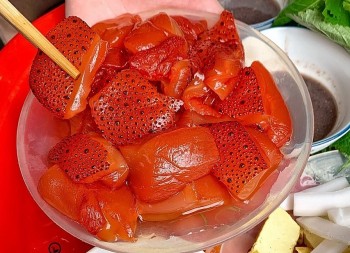 Ngư dân Thanh Hóa phấn khởi vào mùa sứa biển