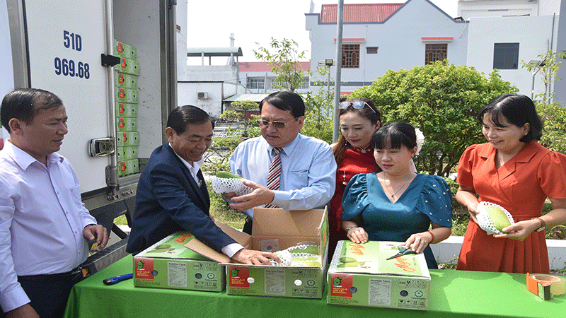 Kiểm tra lô hàng xoài tượng da xanh trước khi xuất khẩu. Kiểm tra lô hàng xoài tượng da xanh trước khi xuất khẩu.