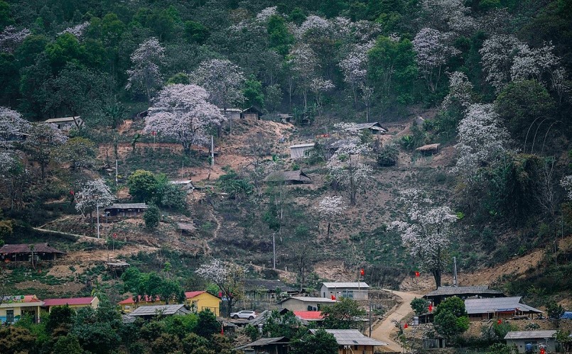 Đứng giữa bản Nặm Cứm vào mùa hoa ban, ta có cảm giác như đang lạc vào một miền cổ tích. Đứng giữa bản Nặm Cứm vào mùa hoa ban, ta có cảm giác như đang lạc vào một miền cổ tích.