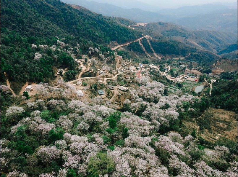 Lúc này, hàng nghìn cây hoa ban cổ thụ ở bản Nặm Cứm cũng đua nhau tỏa sắc, nhuộm trắng cả không gian rộng lớn. Lúc này, hàng nghìn cây hoa ban cổ thụ ở bản Nặm Cứm cũng đua nhau tỏa sắc, nhuộm trắng cả không gian rộng lớn.