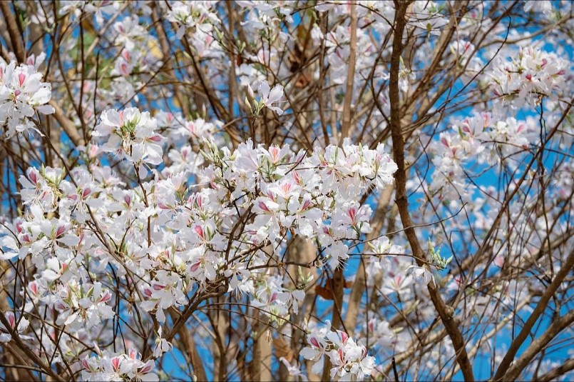 Mỗi độ tháng 3 về, khi tiết trời chuyển xuân, hoa ban lại nở rộ, phủ trắng cả vùng rừng, điểm xuyết sắc hồng phớt nhẹ nhàng. Mỗi độ tháng 3 về, khi tiết trời chuyển xuân, hoa ban lại nở rộ, phủ trắng cả vùng rừng, điểm xuyết sắc hồng phớt nhẹ nhàng.