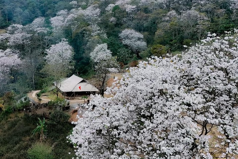 Lúc này, hàng nghìn cây hoa ban cổ thụ ở bản Nặm Cứm cũng đua nhau tỏa sắc, nhuộm trắng cả không gian rộng lớn. Lúc này, hàng nghìn cây hoa ban cổ thụ ở bản Nặm Cứm cũng đua nhau tỏa sắc, nhuộm trắng cả không gian rộng lớn.