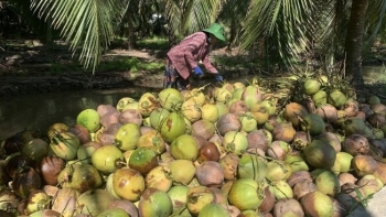 Giá dừa khô tăng cao kỷ lục