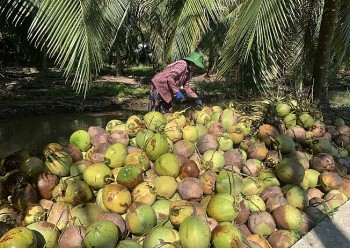 Giá dừa khô tăng cao kỷ lục