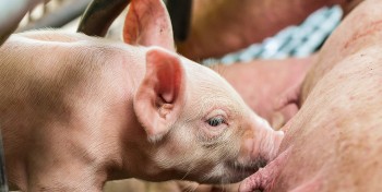 Giá heo hơi đồng loạt lao dốc, miền Nam mất mốc 79.000 đồng/kg