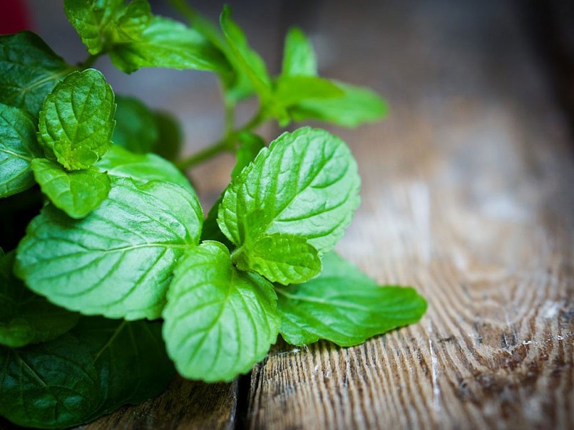 Lá bạc hà có đặc tính làm dịu và giảm sưng viêm đường hô hấp