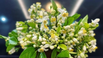 Những cách cắm hoa bưởi đẹp mê li, thơm phưng phức