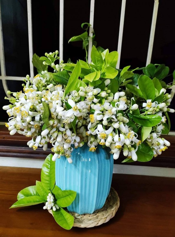 Khi cắm hoa bưởi, bạn có thể chọn bình gốm, sứ hoặc thủy tinh để tôn lên vẻ đẹp tự nhiên của hoa. Ảnh: Trần Thư