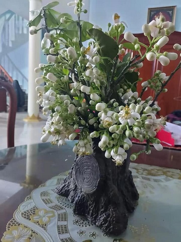 Chỉ cần một vài nhánh hoa bưởi trong nhà, ở đâu bạn cũng thấy mùi thơm dịu phảng phất khắp không gian.