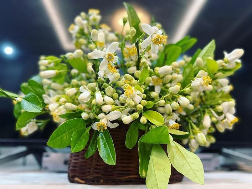 Không rực rỡ như hoa hồng, kiêu sa như lan... hoa bưởi mang vẻ đẹp mộc mạc, đơn sơ mà vẫn cuốn hút lạ thường. 