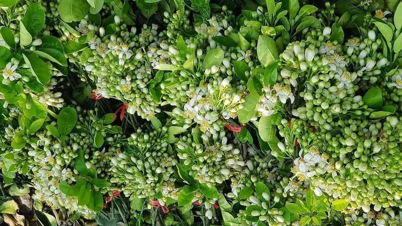 Mùa hoa bưởi chỉ kéo dài khoảng 1 tháng, người dân ưa chuộng nên có giá bán cao, thậm chí ngang với các loại hoa ngoại nhập. Theo một số tiểu thương chuyên buôn bán hoa, cứ sau Tết họ sẽ nhập hoa bưởi về bán. Việc bán hoa bưởi có thể giúp họ bỏ túi tiền triệu mỗi ngày.