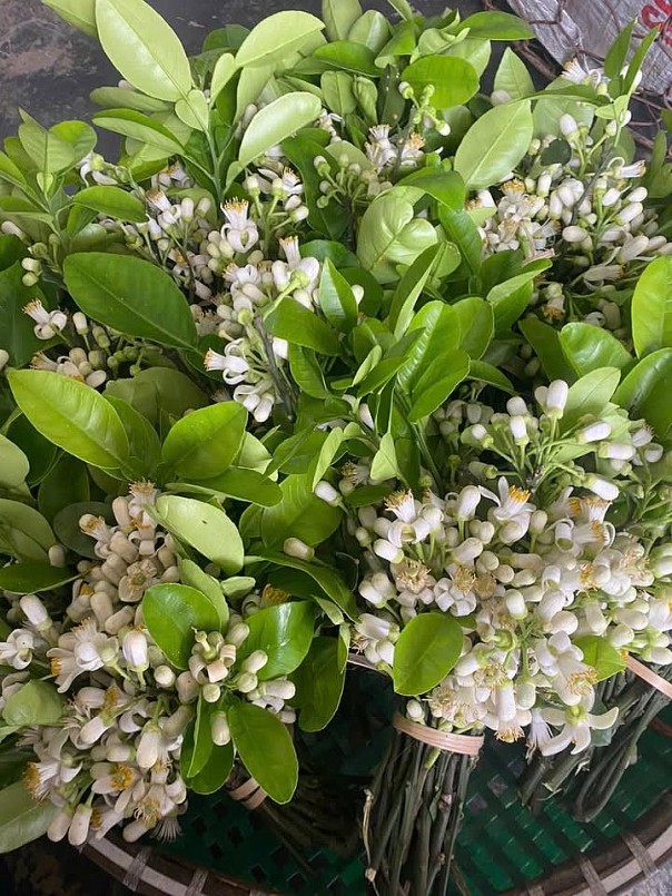 Dù là một loại hoa thôn quê nhưng hoa bưởi lại có giá đắt hơn nhiều loại hoa khác vì khó bảo quản, mất nhiều công ngắt. Hoa bưởi có một đặc thù đó là chỉ nở khi còn trên cây, khi hái xuống trừ nụ đã hơi hé, còn lại đều không thể tiếp tục nở.